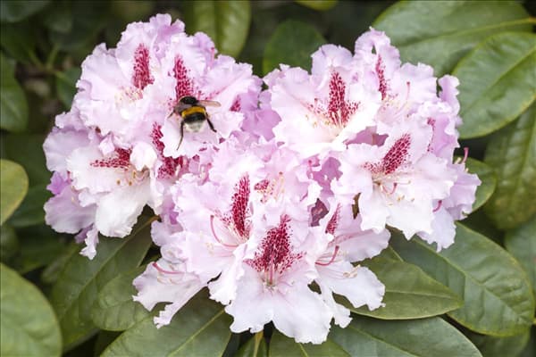 Rhododendron 'Progrès'
