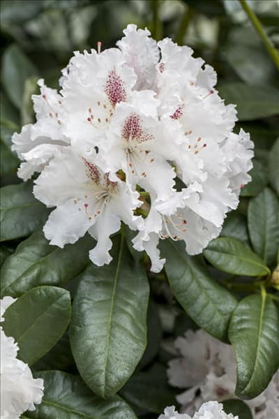 Rhododendron 'Progrès'