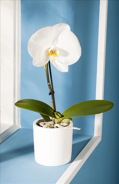 Phalaenopsis, weiß