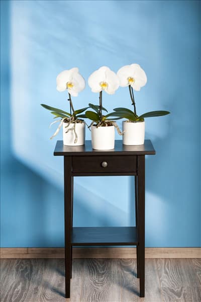 Phalaenopsis, weiß