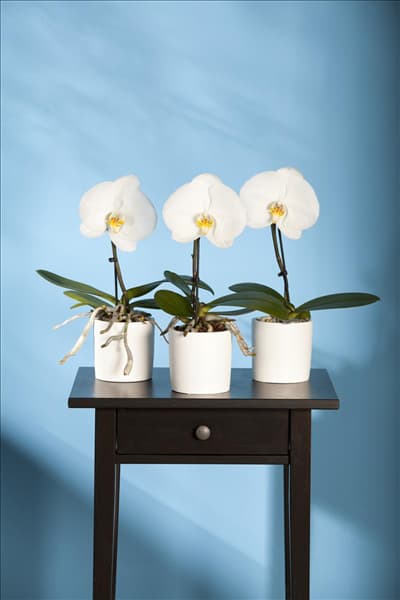 Phalaenopsis, weiß