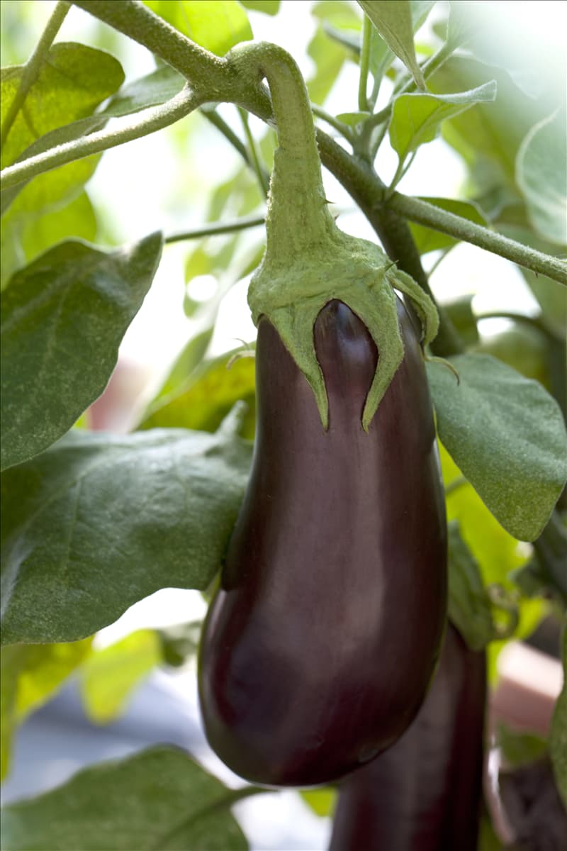 Solanum melongena