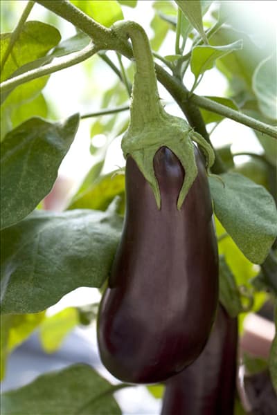 Solanum melongena