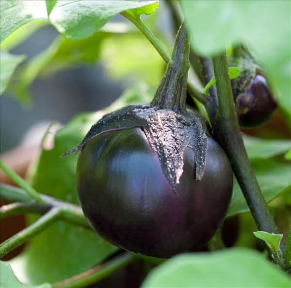 Solanum melongena