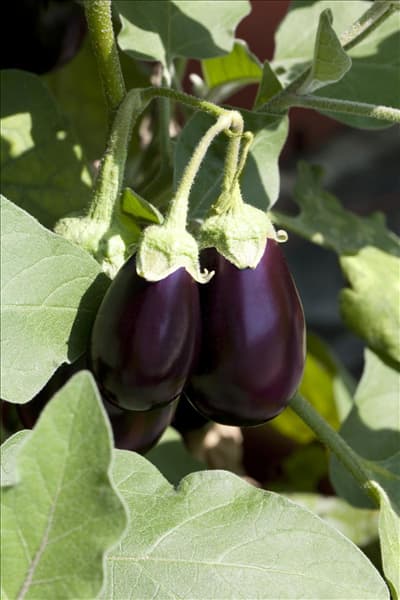 Solanum melongena