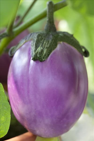 Solanum melongena