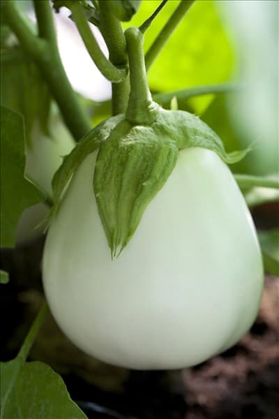 Solanum melongena