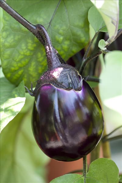 Solanum melongena