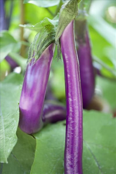 Solanum melongena