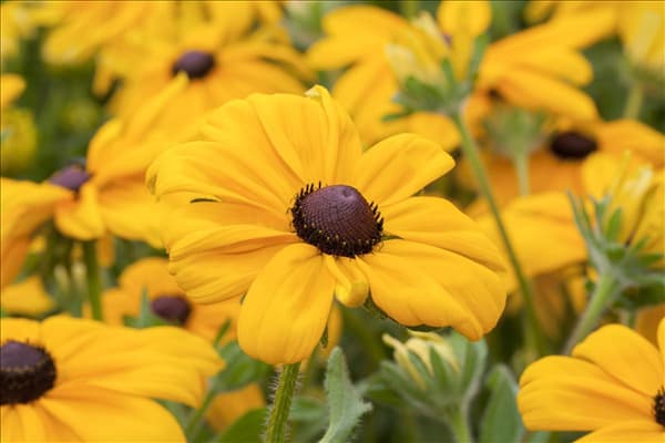 Rudbeckia hirta 'Indian Summer'