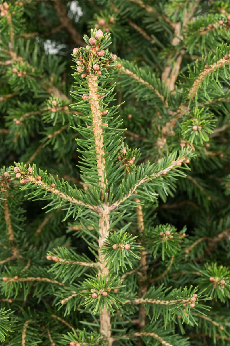 Picea 'Little Santa'®