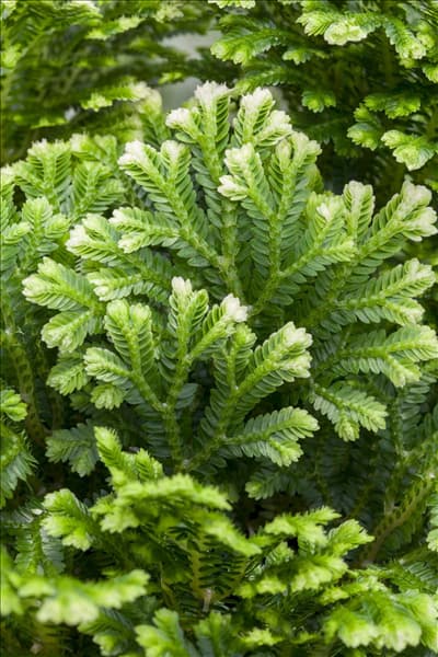 Selaginella martensii
