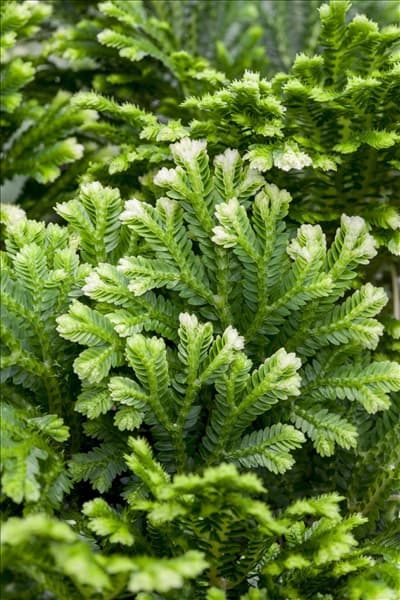 Selaginella martensii