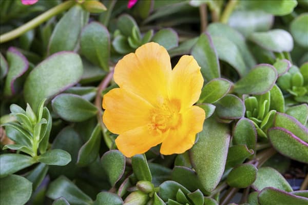 Portulaca oleracea