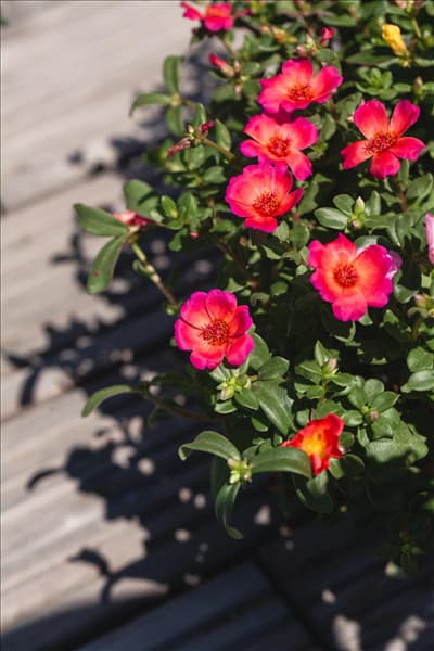 Portulaca oleracea