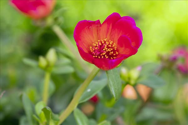 Portulaca oleracea