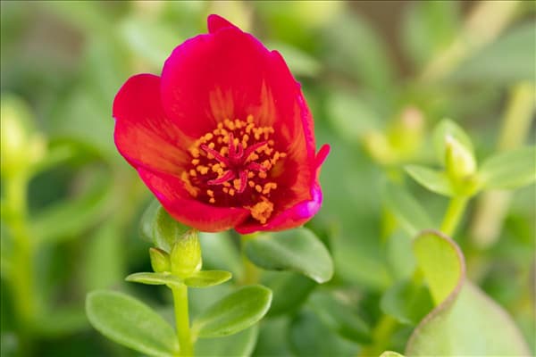 Portulaca oleracea
