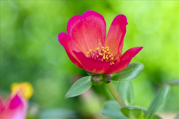 Portulaca oleracea