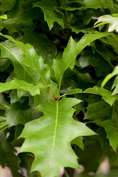 Quercus palustris 'Green Dwarf'