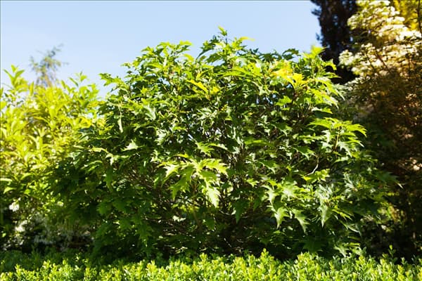 Quercus palustris 'Green Dwarf'