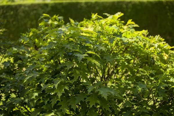 Quercus palustris 'Green Dwarf'