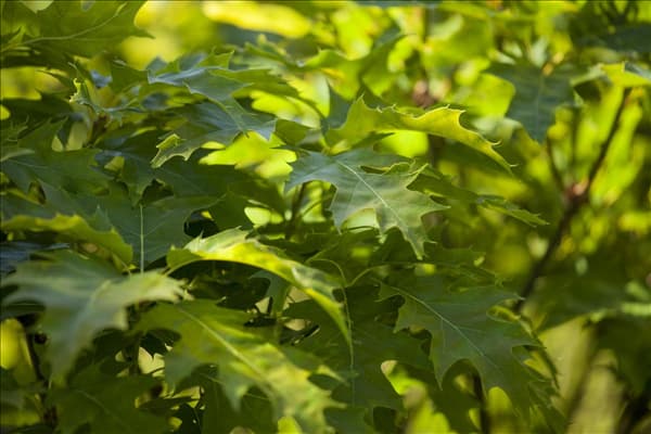 Quercus palustris 'Green Dwarf'