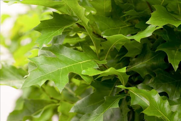 Quercus palustris 'Green Dwarf'