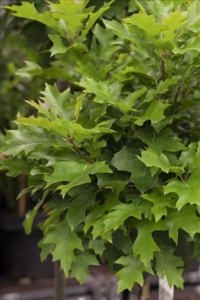 Quercus palustris 'Green Dwarf'