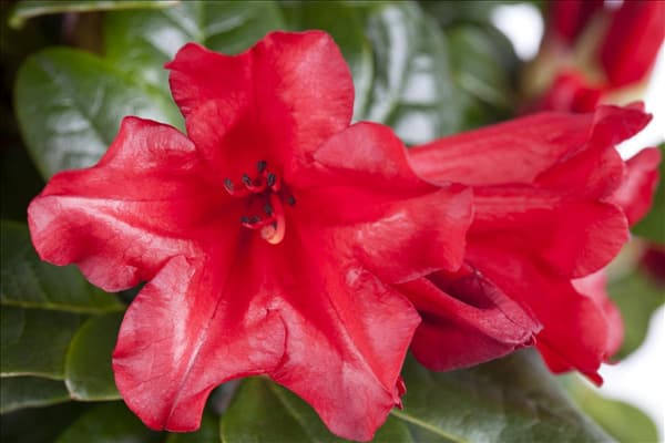 Rhododendron repens 'Scarlet Wonder'