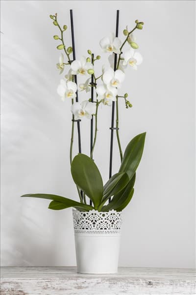 Phalaenopsis 'Tropic Snowball'