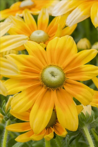 Rudbeckia hirta 'Prairie Sun'