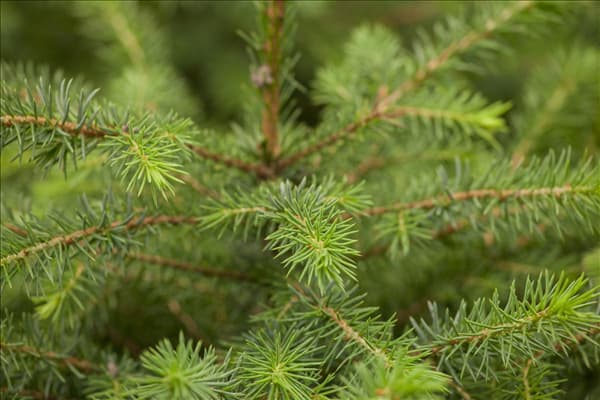 Picea omorika