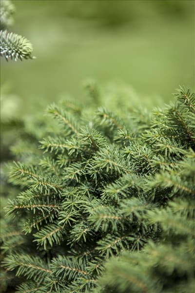 Picea omorika 'Karel'