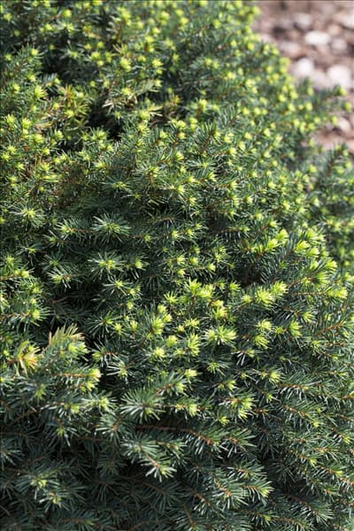 Picea omorika 'Karel'