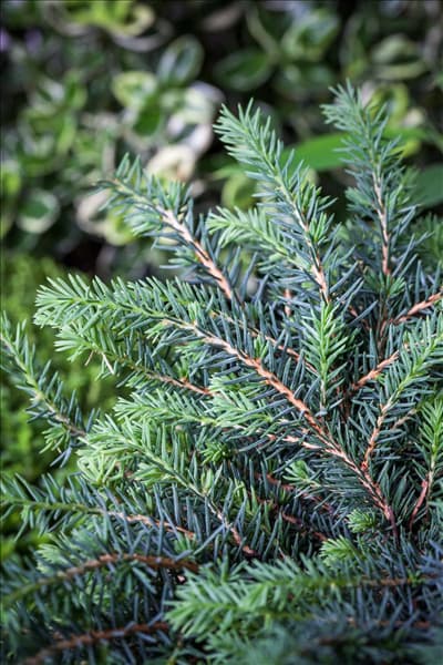 Picea omorika 'Karel'