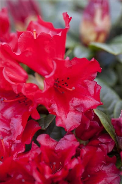 Rhododendron repens 'Scarlet Wonder'