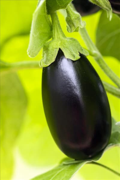 Solanum melongena