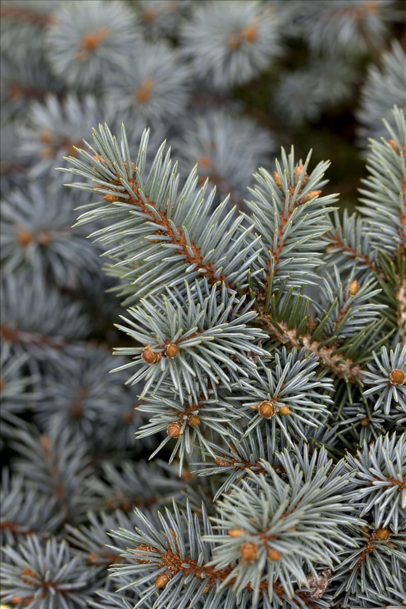 Picea pungens