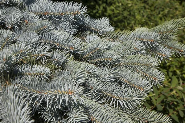 Picea pungens