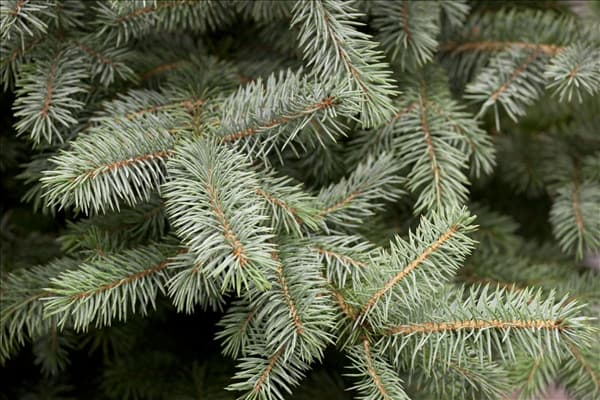 Picea pungens