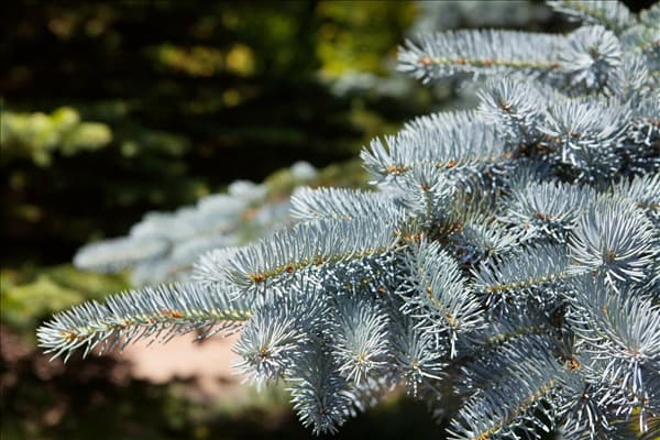 Picea pungens