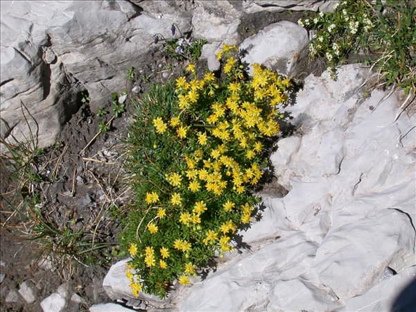 Saxifraga aizoides