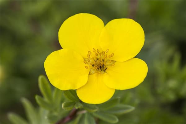 Potentilla fruticosa 'Goldteppich'
