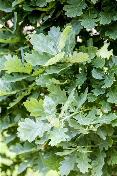 Quercus robur f. fastigiata