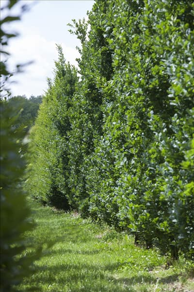 Quercus robur