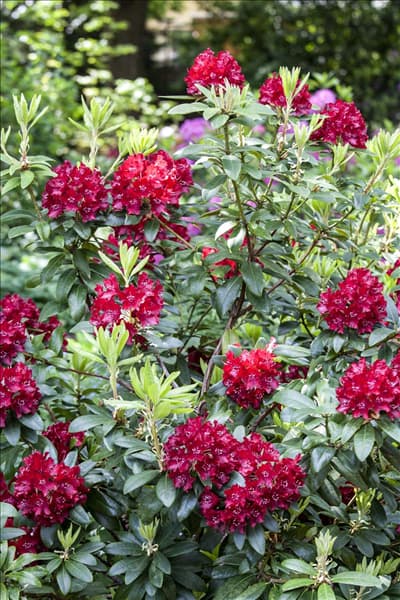 Rhododendron 'Sammetglut'