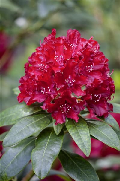 Rhododendron 'Sammetglut'