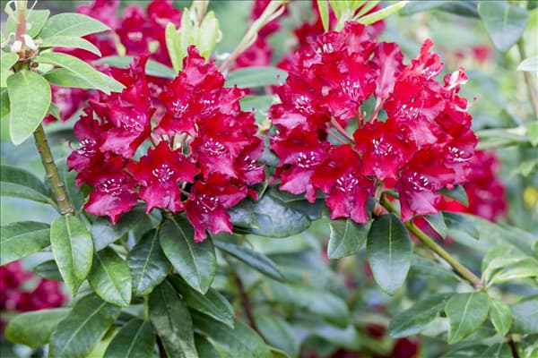 Rhododendron 'Sammetglut'