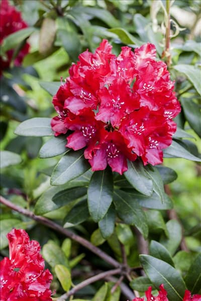 Rhododendron 'Sammetglut'