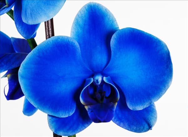 Phalaenopsis, blau